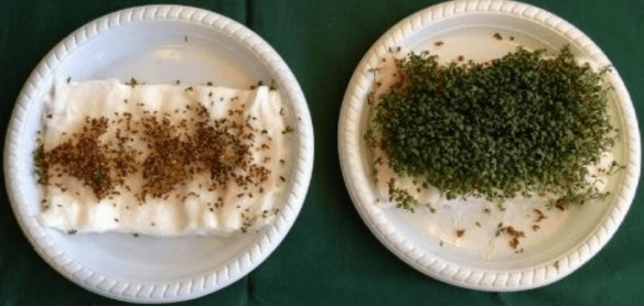 The Daily Dot - Your wireless router could be murdering your houseplants