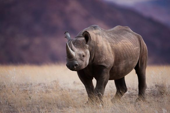 Rhino Hunt Auction Stirs More Controversy