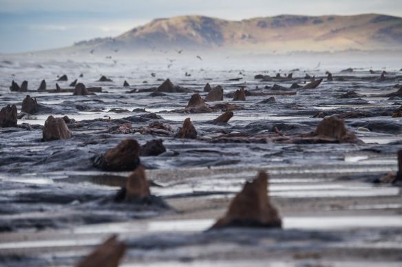 British Storms Unbury an Ancient Welsh Forest
