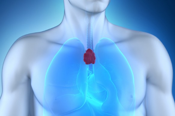 A living organ has been regenerated for the first time (Science Alert)