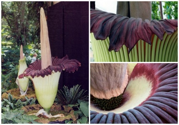 This rare giant flower smells like a corpse Science Alert