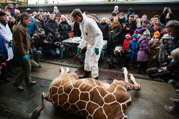 Controversial Copenhagen Zoo Official: Zoos Are Selling Disney 