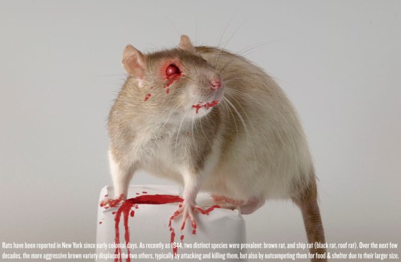 Research shows the rats of NYC are infected with at least 18 new viruses