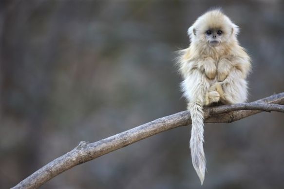 Monkey Day Pictures: Our Favorite Primates Around the World
