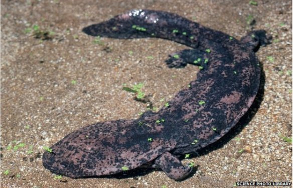 Chinese police alleged to have eaten endangered giant salamander at banquet | World news | The Guardian