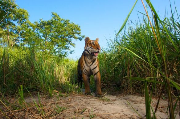 India's Tigers May Be Rebounding, in Rare Success for Endangered Species