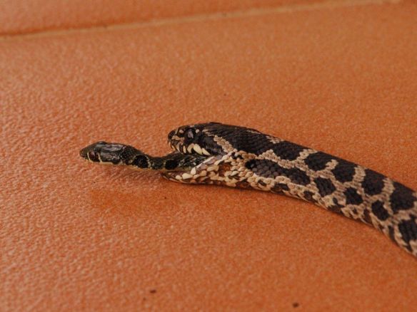 Freshly Eaten Snake Makes Amazing Escape—Find Out How