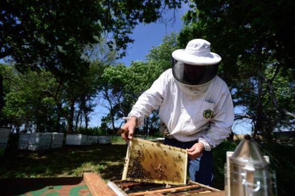 01beekeeping-north-dakota-adapt-590-1