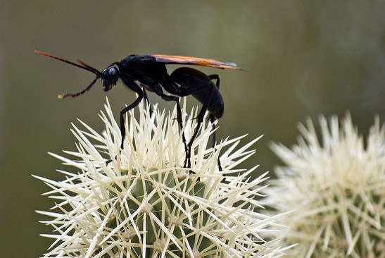 tarantula-hawk