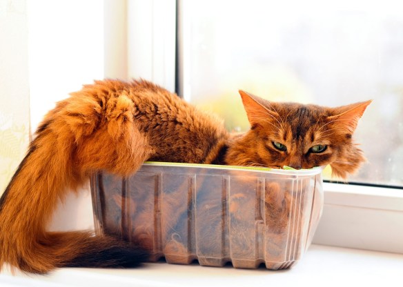 171109_sci_liquidcat-crop-promo-xlarge2