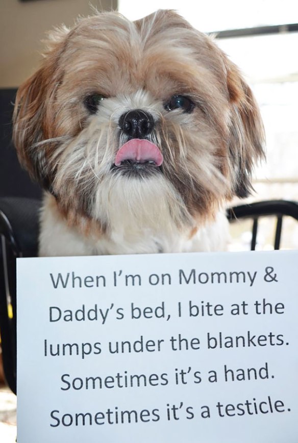 dog-shaming-39__605