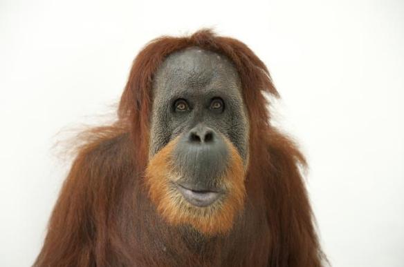orangutans_01-ngsversion-1485214204992-adapt-676-1
