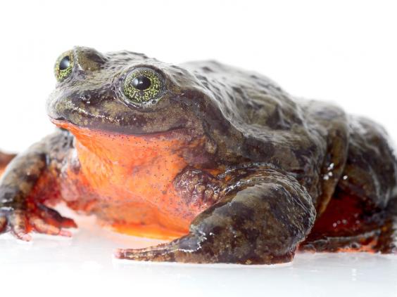 romeo-frog-full