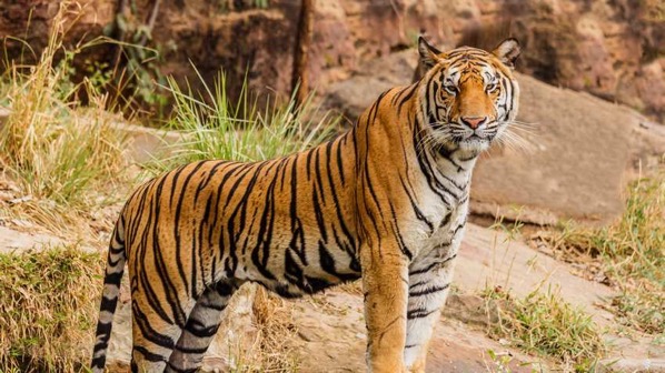 1539718253425 An Indian tiger in the wild Royal Bengal tiger 27466438332