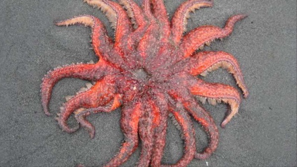 1548872516731 Sunflower seastar