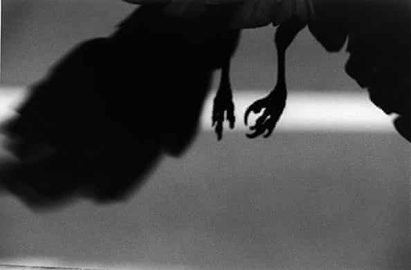 Ravens by Masahisha Fukas 002