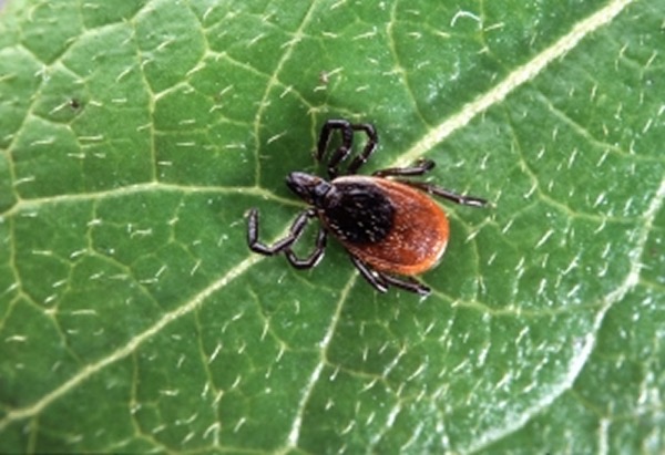 Lyme disease antibiotics neuroscienews