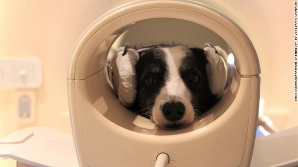 220104232240 dog brain scanner exlarge 169