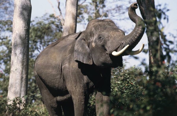Elephant india