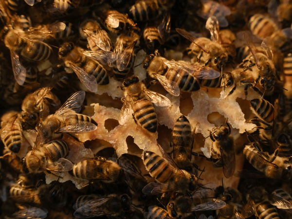 14austria nazi bees 002 fbhm superJumbo jpg