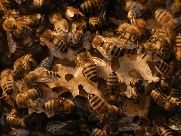 14austria nazi bees 002 fbhm superJumbo jpg