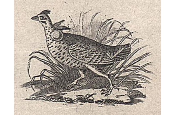 Heath hen extinct