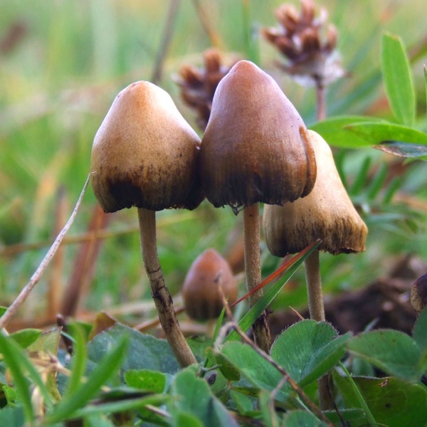 Psilocybe semilanceata 6514.