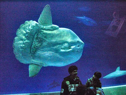440px-Mola mola ocean sunfish Monterey Bay Aquarium 2.